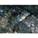 Vanderhorstia kizakura Iwata, Shibukawa et Ohnishi, 2007