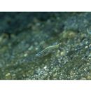 Gunnellichthys curiosus Dawson, 1968