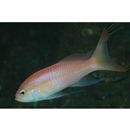 Tosana niwae Smith et Pope, 1906