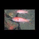 Tosana niwae Smith et Pope, 1906