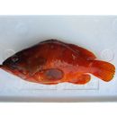 Epinephelus fasciatus (Forsskal, 1775)