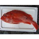 Sebastes iracundus (Jordan et Starks, 1904)