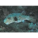 Arothron multilineatus Matsuura, 2016