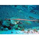 Fistularia petimba Lacepede, 1803