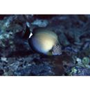 Acanthurus maculiceps (Ahl, 1923)