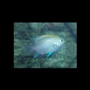 Neoglyphidodon melas (Cuvier, 1830)