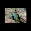 Chromis alpha Randall, 1987