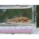 Redigobius bikolanus (Herre, 1927)