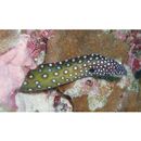 Gymnothorax nudivomer (Gunther, 1867)