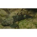 Bathygobius cyclopterus (Valenciennes, 1837)