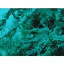 Kyonemichthys rumengani Gomon, 2007