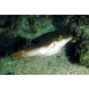 Canthigaster compressa (Proce, 1822)