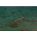 Oxyurichthys papuensis (Valenciennes, 1837)