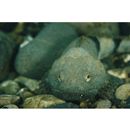 Cottus kazika Jordan et Starks, 1904