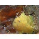 Antennatus rosaceus (Smith et Radcliffe, 1912)