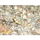 Amblyeleotris morishitai Senou et Aonuma, 2007