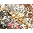 Amblyeleotris morishitai Senou et Aonuma, 2007