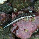 Parapercis kamoharai Schultz, 1966