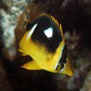 Chaetodon quadrimaculatus Gray, 1831