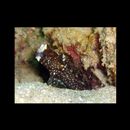 Cryptocentrus maudae Fowler, 1937