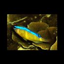 Chrysiptera brownriggii (Bennett, 1828)