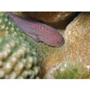 Caracanthus madagascariensis (Guichenot, 1869)