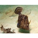 Monacanthus chinensis (Osbeck, 1765)