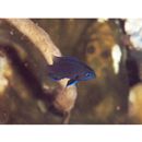 Pomacentrus brachialis Cuvier, 1830