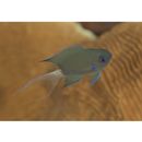 Chromis caudalis Randall, 1987