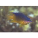 Pomacentrus grammorhynchus Fowler, 1918