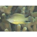 Chrysiptera oxycephala (Bleeker, 1877)