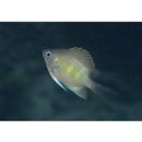 Amblyglyphidodon curacao (Bloch, 1787)