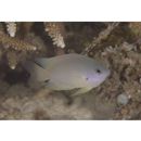 Pomacentrus amboinensis Bleeker, 1868