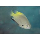 Pomacentrus nigromanus Weber, 1913