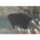 Pomacentrus burroughi Fowler, 1918