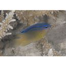 Pomacentrus grammorhynchus Fowler, 1918