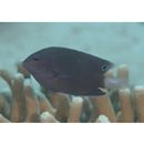 Pomacentrus burroughi Fowler, 1918