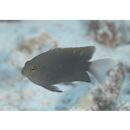 Pomacentrus burroughi Fowler, 1918