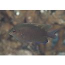 Pomacentrus burroughi Fowler, 1918