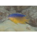 Pomacentrus grammorhynchus Fowler, 1918