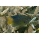 Pomacentrus grammorhynchus Fowler, 1918