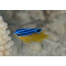 Pomacentrus grammorhynchus Fowler, 1918