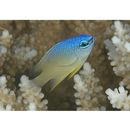 Chrysiptera oxycephala (Bleeker, 1877)