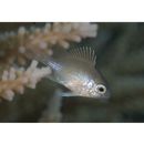 Amblyglyphidodon curacao (Bloch, 1787)