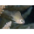 Amblyglyphidodon curacao (Bloch, 1787)