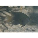 Pomacentrus grammorhynchus Fowler, 1918