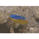 Pomacentrus grammorhynchus Fowler, 1918