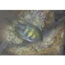 Amblyglyphidodon curacao (Bloch, 1787)