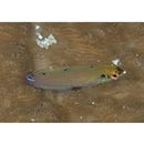 Halichoeres melasmapomus Randall, 1980