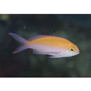 Pseudanthias bicolor (Randall, 1979)